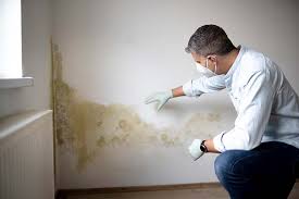 Best Attic Mold Removal  in Queens, NY